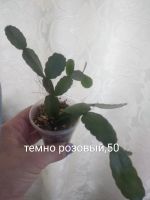 Лот: 17880367. Фото: 6. Рипсалидопсис розовый, белый.