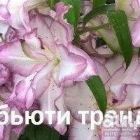 Лот: 11087112. Фото: 6. Лилия Трайбл Дэнс . Реганс Парк...