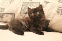 Лот: 4619835. Фото: 3. Шотландские котята. Растения и животные