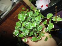 Лот: 5651049. Фото: 2. Фикус ампельный. Комнатные растения и уход