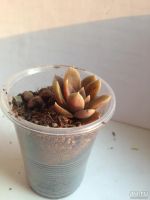 Лот: 8404275. Фото: 3. Echeveria. Растения и животные