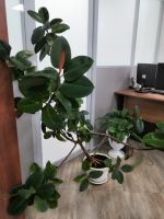 Лот: 17331354. Фото: 10. Фикус каучуконосный (эластика...