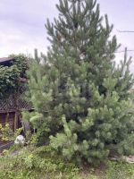 Лот: 25676447. Фото: 19. 1-комн. дача , СНТ Емельяново-1...
