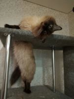 Лот: 12877986. Фото: 2. Вязка. Невский маскарадный кот... Животные и уход