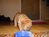 Лот: 2480274. Фото: 2. Шарпей. Животные и уход