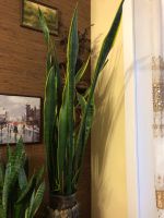 Лот: 20297734. Фото: 2. Сансевиерия взрослая- 1 ( 120см... Комнатные растения и уход