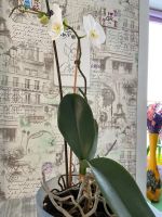 Лот: 15313371. Фото: 3. Орхидея. Растения и животные