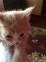 Лот: 9704482. Фото: 4. Отдам котят в хорошие руки. Красноярск