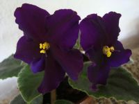 Лот: 4285850. Фото: 2. Фиалка Taboo лист. Комнатные растения и уход