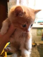 Лот: 9704482. Фото: 3. Отдам котят в хорошие руки. Растения и животные