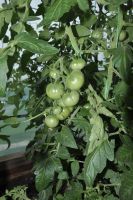 Лот: 13659374. Фото: 3. Рассада томатов. Для дачи, дома, огорода, бани, парка
