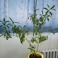 Лот: 22713550. Фото: 2. Олеандр. Комнатные растения и уход