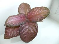 Лот: 1235672. Фото: 2. Эписция Country Clown. Комнатные растения и уход