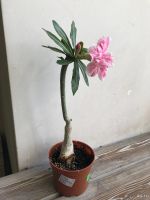 Лот: 17933013. Фото: 7. Адениум Siam Country Rose