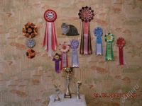 Лот: 2667915. Фото: 3. Сибирский кот ищет невесту!. Растения и животные