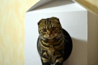 Лот: 6893327. Фото: 5. Домик, Дом для кошки, кота, котика