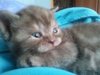 Лот: 2760768. Фото: 3. британец - котенок. Растения и животные