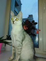 Лот: 14772816. Фото: 2. Отдам котят. Животные и уход