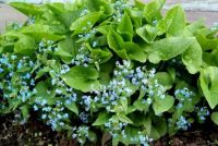 Лот: 11468226. Фото: 3. Бруннера, Незабудочник. Для дачи, дома, огорода, бани, парка