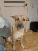 Лот: 20817939. Фото: 2. Собака. Животные и уход