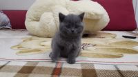 Лот: 12733180. Фото: 2. Шотландские голубые прямоухий... Животные и уход