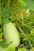 Лот: 2133783. Фото: 2. кабачки большие и вкусные. 60... Продукты