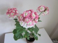 Лот: 10058105. Фото: 2. Пеларгония Apple Blossom Rosebud... Комнатные растения и уход