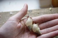 Лот: 7339710. Фото: 3. Улитки сухопутные Limicolaria... Растения и животные