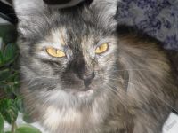 Лот: 6203003. Фото: 4. фотоаппарат samsung s1070 + карта... Красноярск