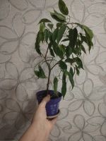 Лот: 25888977. Фото: 7. Фикус Бенджамин