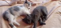 Лот: 20629549. Фото: 2. Котята. Животные и уход