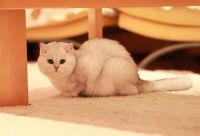 Лот: 10791760. Фото: 4. Продам британского кота. Красноярск