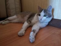 Лот: 9564111. Фото: 2. Милейшая, чудеснейшая кошечка... Животные и уход