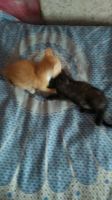 Лот: 14731076. Фото: 3. Котята. Растения и животные