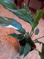 Лот: 17311994. Фото: 4. Спатифиллум Джемини жатый лист... Красноярск