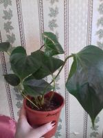Лот: 2832418. Фото: 2. антуриум Леганза. Комнатные растения и уход