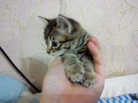 Лот: 10640322. Фото: 2. Котёнок курильского бобтейла. Животные и уход