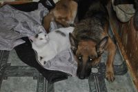 Лот: 10632675. Фото: 2. Молодой котик Мячик в хорошие... Животные и уход
