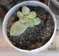 Лот: 7778804. Фото: 3. Пахифитум компактный (Pachyphytum... Растения и животные