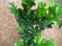 Лот: 9003765. Фото: 4. Самшит (буксус) Комнатное подрошенное... Красноярск