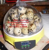 Лот: 11199205. Фото: 3. Бытовой мини инкубатор для 7 куриных... Растения и животные