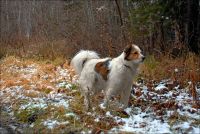 Лот: 7023314. Фото: 6. Nikon AF Nikkor 35-70mm 1:2.8...
