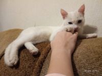Лот: 15168681. Фото: 3. Белый нежный котенок. Растения и животные