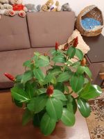 Лот: 16764616. Фото: 2. Костус. Комнатные растения и уход