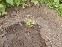 Лот: 2458131. Фото: 2. Фиолетовая морковь. Семена. Семена, рассада, садовые растения