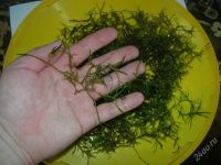 Лот: 2682651. Фото: 2. Наяс, после прополки. Цена за... Аквариумистика