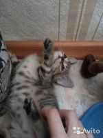 Лот: 7835213. Фото: 2. Шотландский прямоухий котенок... Животные и уход