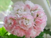 Лот: 5677153. Фото: 4. Зональная пеларгония " April snow... Красноярск