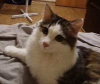 Лот: 25767815. Фото: 5. Четырëхцветный кот!