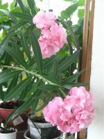 Лот: 486991. Фото: 3. Олеандр махровый розовый. Цветёт... Растения и животные